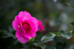 神代植物公園【秋バラ：うらら】20191020