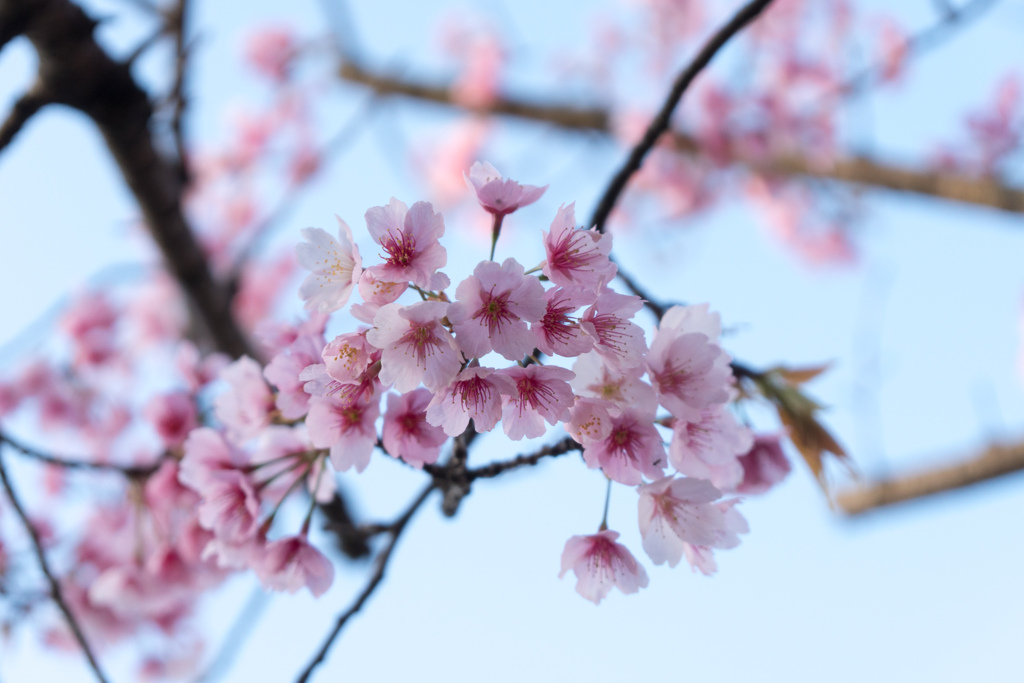 西方寺【参道に咲く中日桜】③20230316
