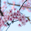 西方寺【参道に咲く中日桜】③20230316