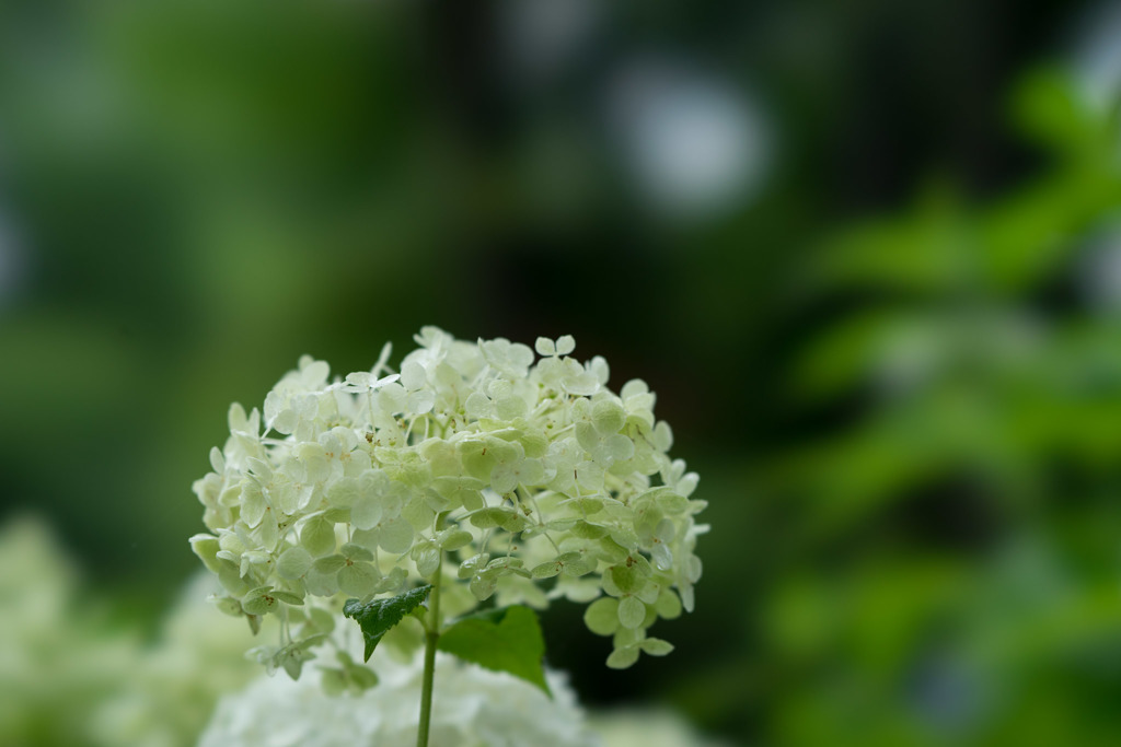 昭和記念公園【紫陽花：アナベル】20170701