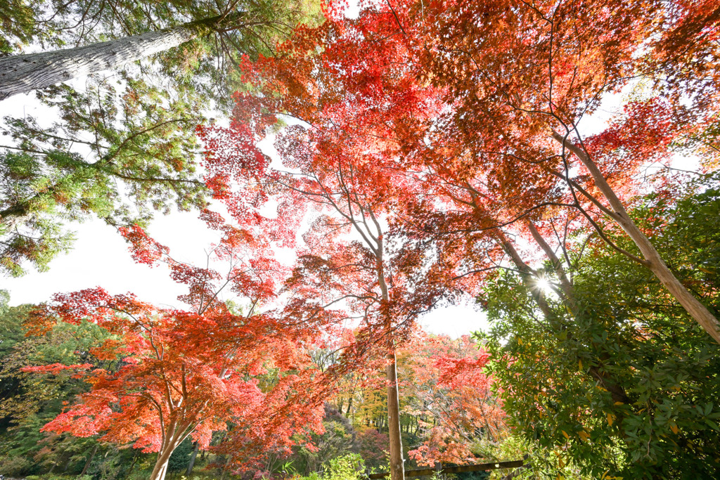 薬師池公園【薬医門への道沿いの紅葉】④20251119