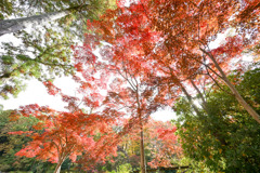 薬師池公園【薬医門への道沿いの紅葉】④20251119