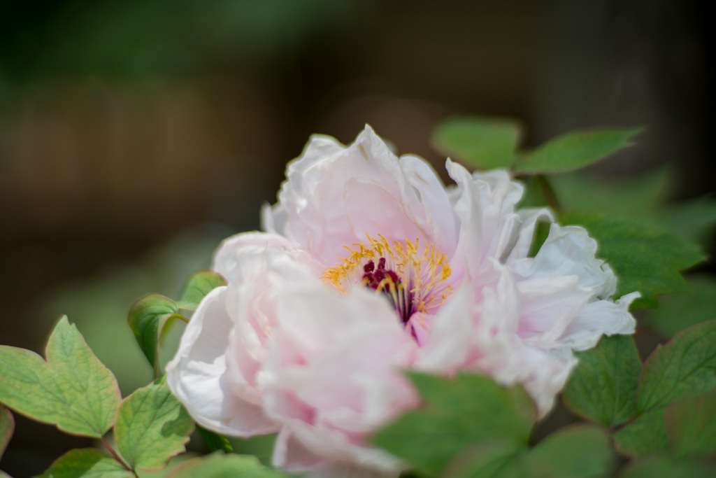町田ぼたん園【牡丹：玉芙蓉】①20210424