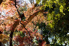 新宿御苑【楽羽亭あたりの紅葉】②20181215