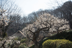 【薬師池公園の景色)】②20160228