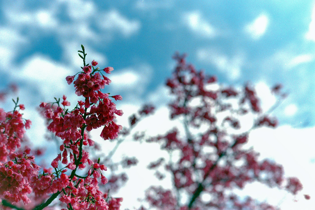 早春の神代植物公園【サクラ：寒緋桜】⑤20200315