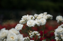 【神代植物公園(ファビュラス)】20160521
