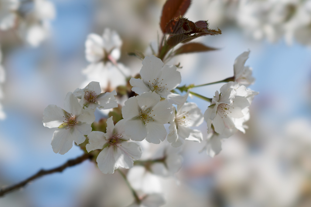 花菜ガーデン【里桜：駿河台匂】②20210411