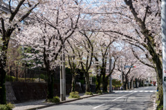 近所のサクラ【あざみ野の桜並木】②20200402