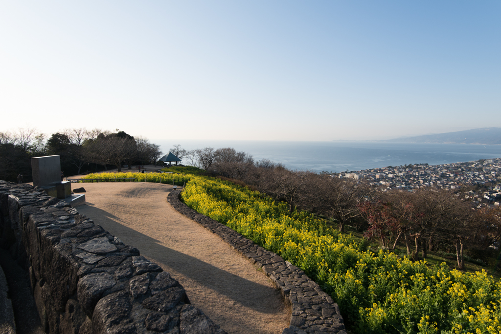 吾妻山公園【相模湾と菜の花】20170107
