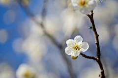 小田原フラワーガーデン【梅の花：月影】②20260130