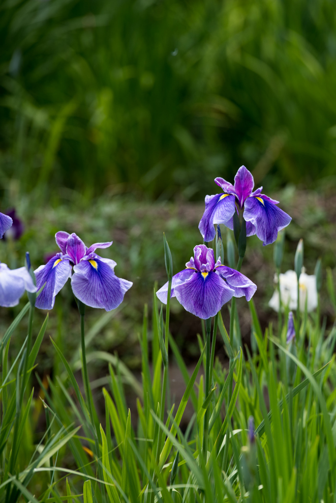薬師池公園【花菖蒲：縞紫系】20230601