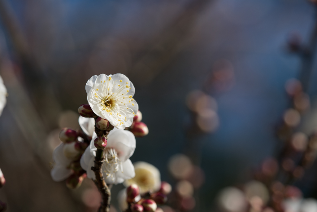 小田原フラワーガーデン【梅：辻村早咲】②20170107
