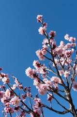 【小田原フラワーガーデン(東雲)】①20150214