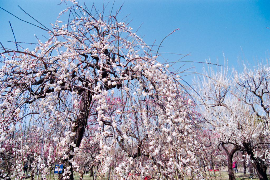 府中市郷土の森公園【梅の花：玉垣枝垂】①20220305銀塩NLP