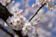 新宿御苑【サクラ：大樹白桜】④20200320