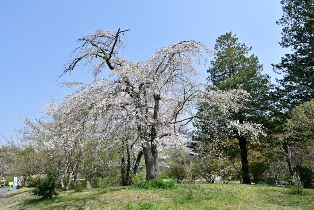 昭和記念公園【枝垂れ桜(こもれびの池)】①20250408