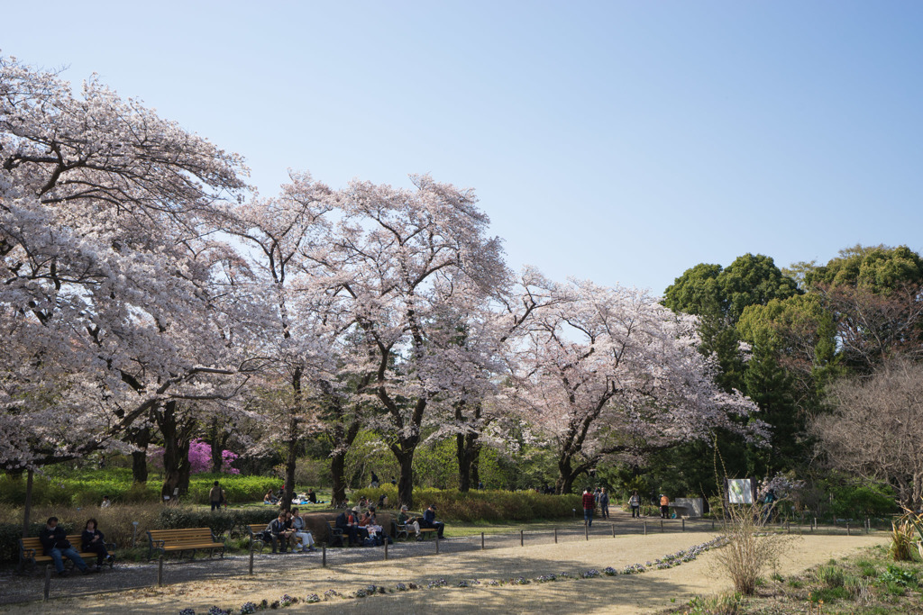神代植物公園【さくら園の眺め】①20180331