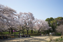 神代植物公園【さくら園の眺め】①20180331