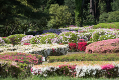神代植物公園【つづじ園】③20190503