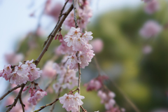 新宿御苑【桜：枝垂れ桜】⑤20170325