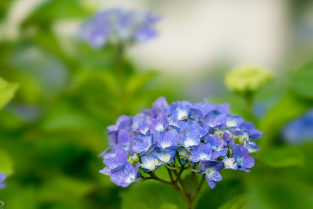 相模原北公園の紫陽花【マリンブルー】20170611