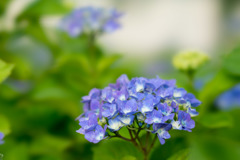 相模原北公園の紫陽花【マリンブルー】20170611