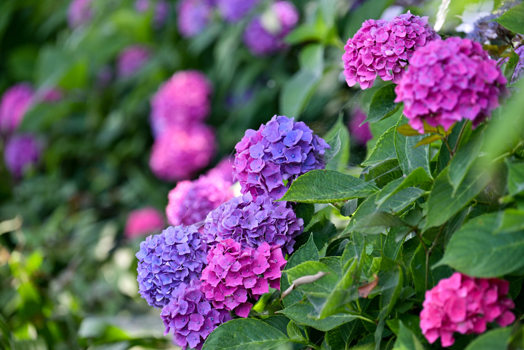 花菜ガーデン【槿花の小径：紫陽花(赤系)】20250622