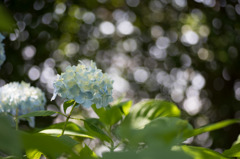 【相模原北公園(紫陽花：混合種)】①20160611