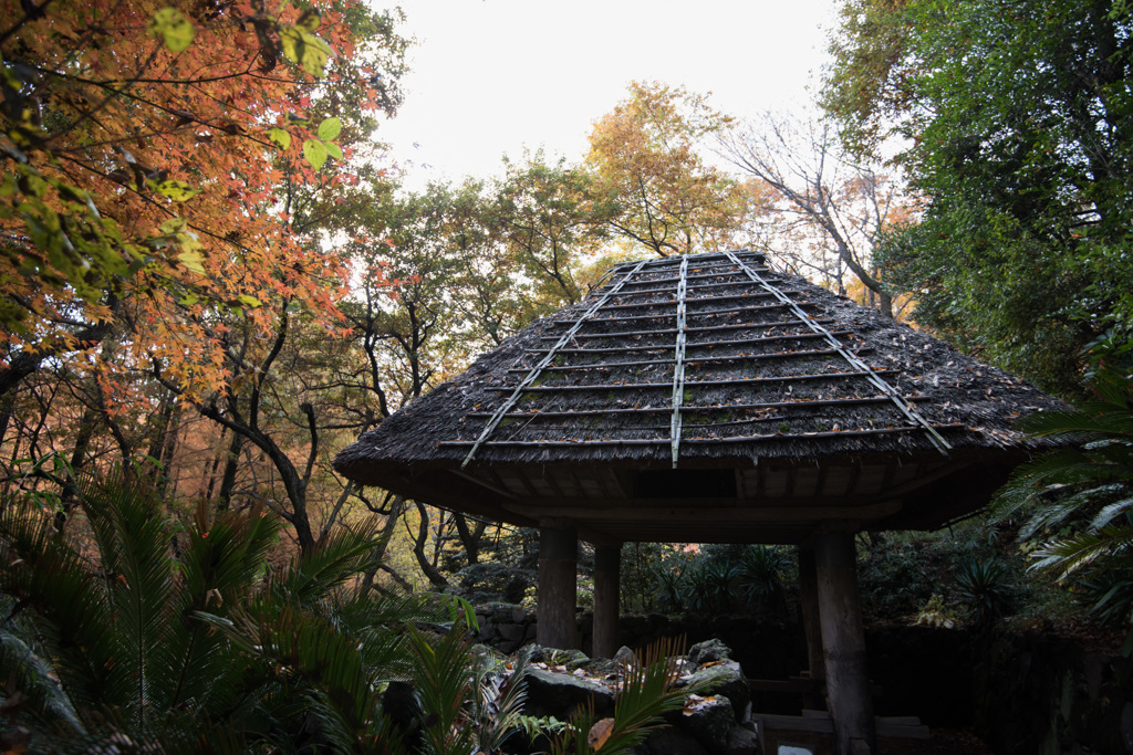 【生田緑地：紅葉の様子】②20141130