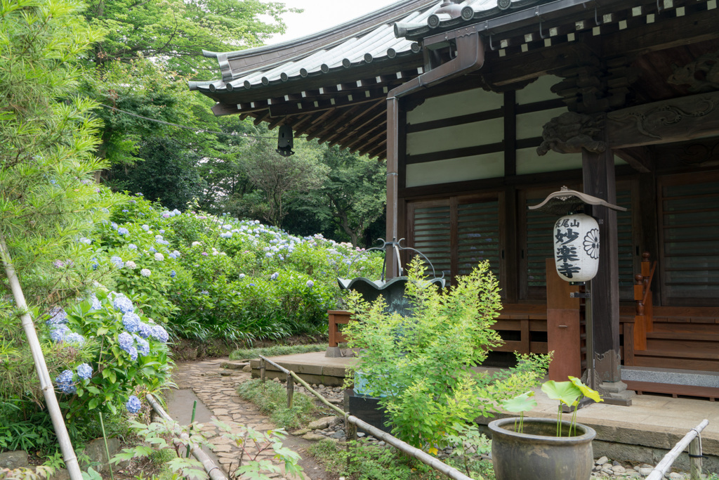 長尾山妙楽寺【本堂の眺め】20210624