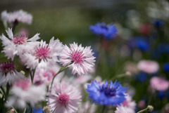 大船FC【ヤグルマギク】20190428