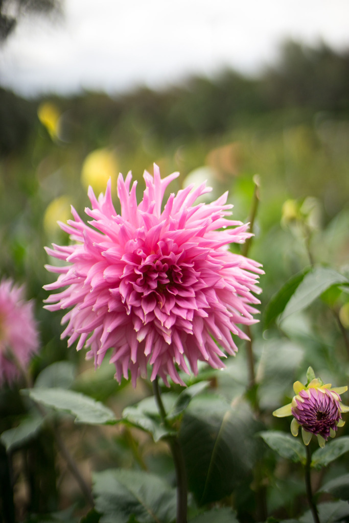 神代植物公園【ダリア：アントノーマ】20191020