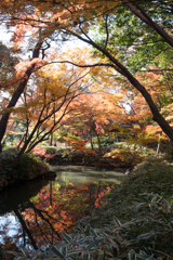 【六義園の紅葉】③20161203