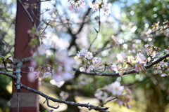 王禅寺ふるさと公園【玉縄桜】③20240226