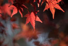 薬師池公園【旧荻野家住宅の紅葉】⑤20181123