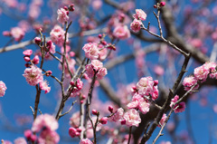 【小田原フラワーガーデン(蓮久)】①20150214