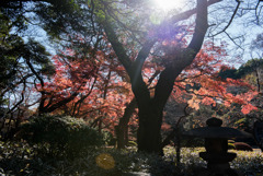 新宿御苑【上の池付近の紅葉】①20171209
