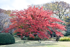 六義園【休憩所付近の紅葉】20241202