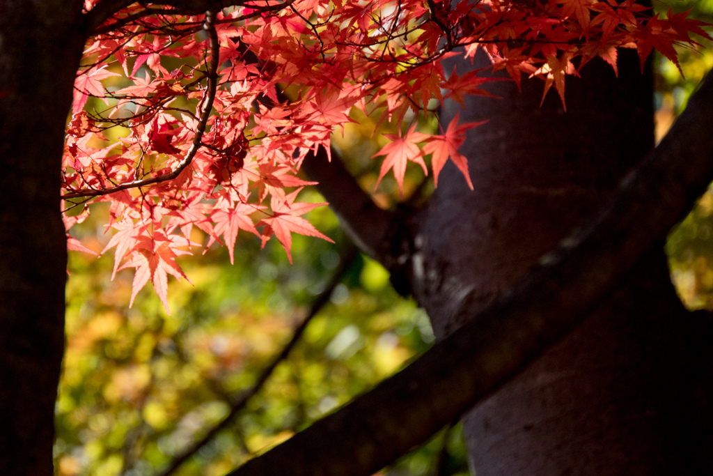 近所の緑道【紅葉：ささぶねの道のモミジ】⑤20211123