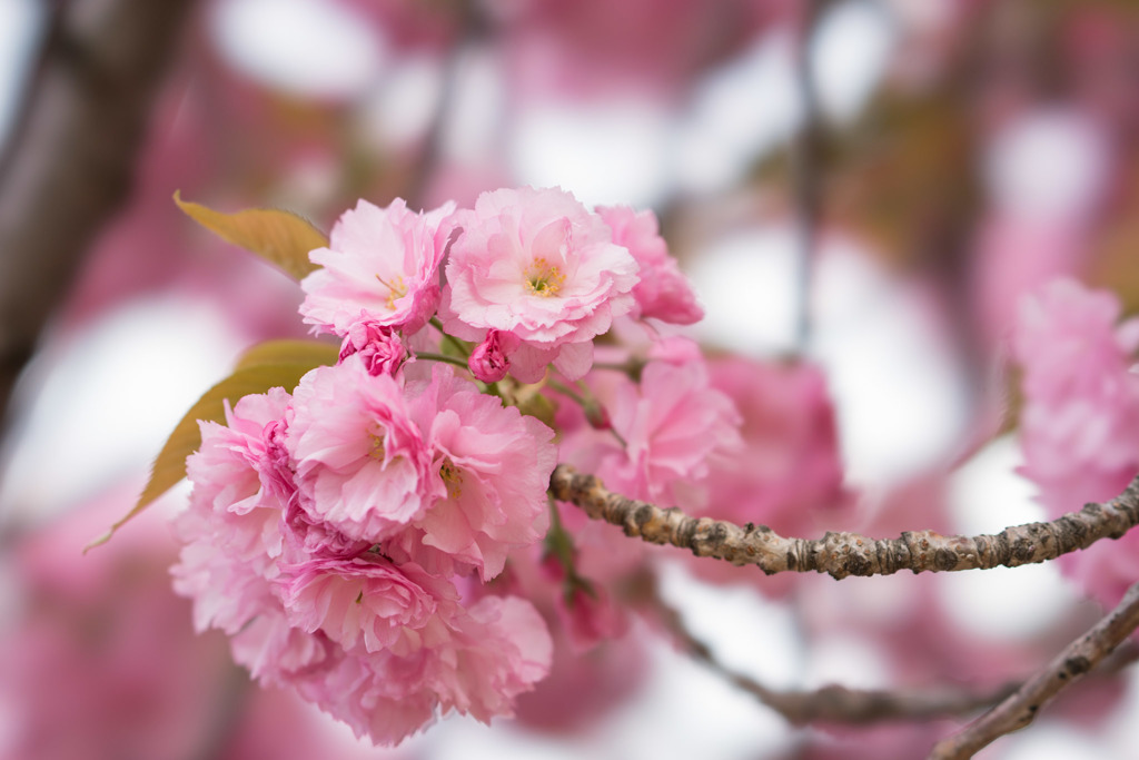 新宿御苑【里桜：関山】②20180408
