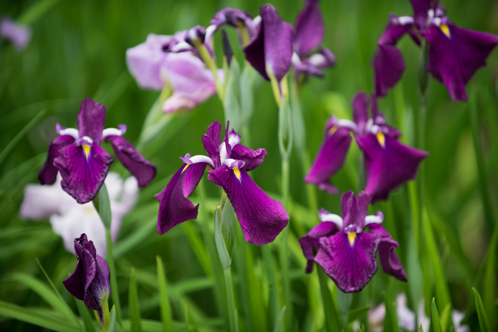 薬師池公園【花菖蒲(濃紫系)】②20200531