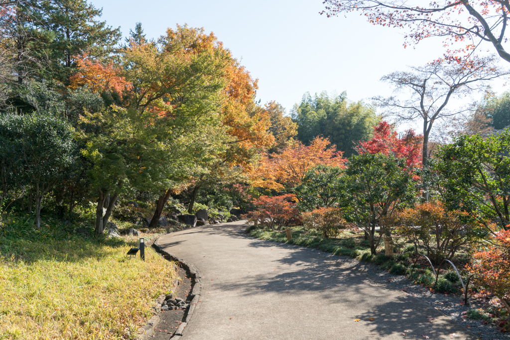 昭和記念公園【日本庭園：周遊道沿いの紅葉】①20231124