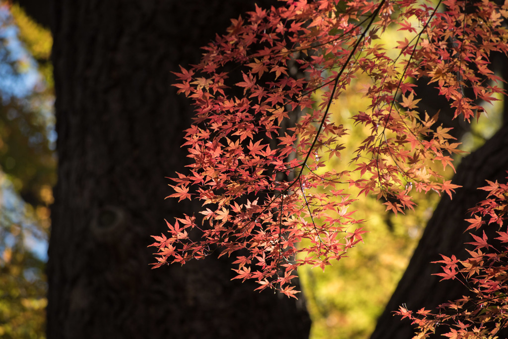 新宿御苑【上の池あたりの紅葉】③20181215