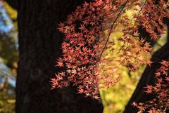 新宿御苑【上の池あたりの紅葉】③20181215