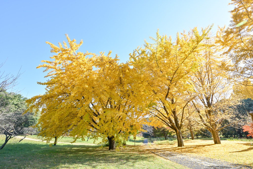 昭和記念公園【自転車道沿いの黄葉：イチョウ】①20251117
