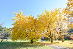 昭和記念公園【自転車道沿いの黄葉：イチョウ】①20251117