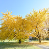 昭和記念公園【自転車道沿いの黄葉：イチョウ】①20251117