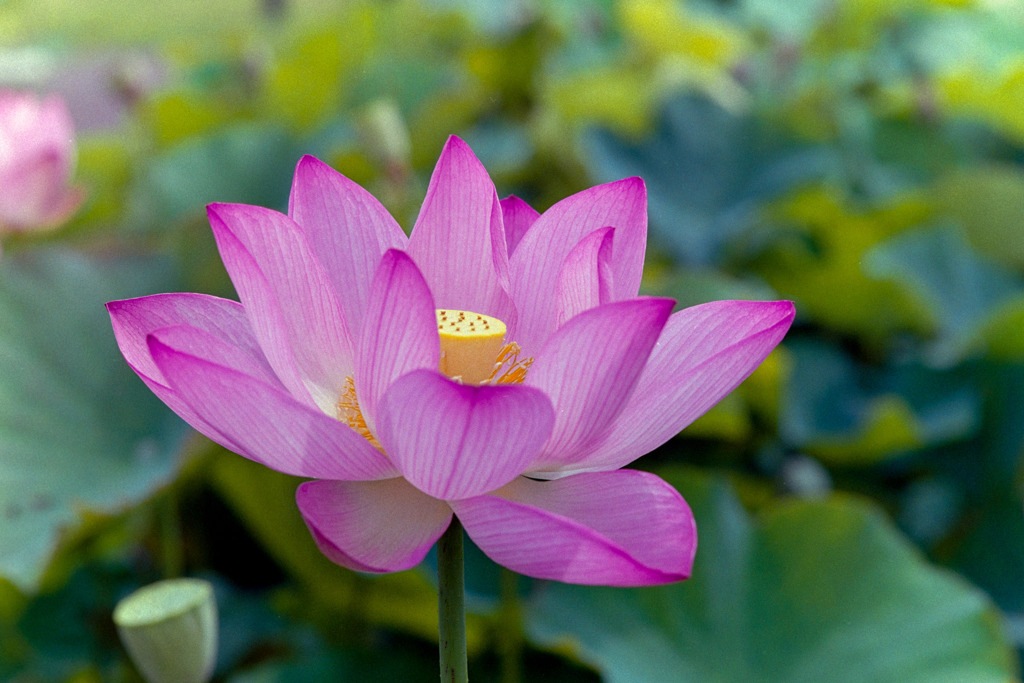 花菜ガーデン【蓮の花】⑥20190713