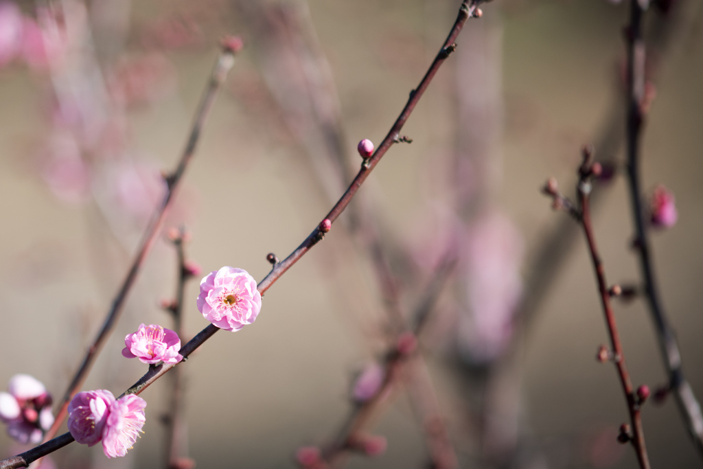 府中市郷土の森【早咲き梅：東の都】20230121